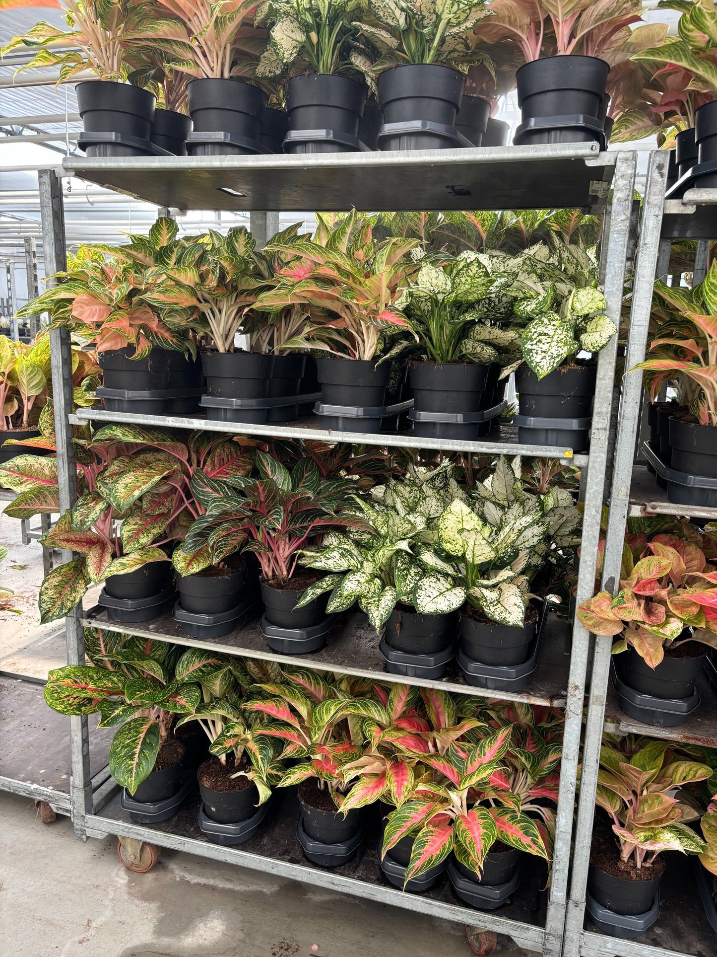 Aglaonema Hybrid 55cm 19cm Pot