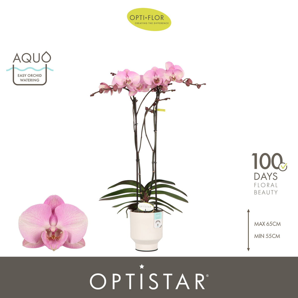 Phalaenopsis pink 60cm 12cm Pot