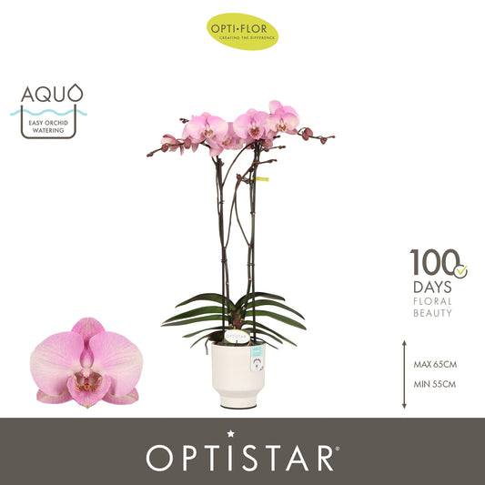 Phalaenopsis pink 60cm 12cm Pot