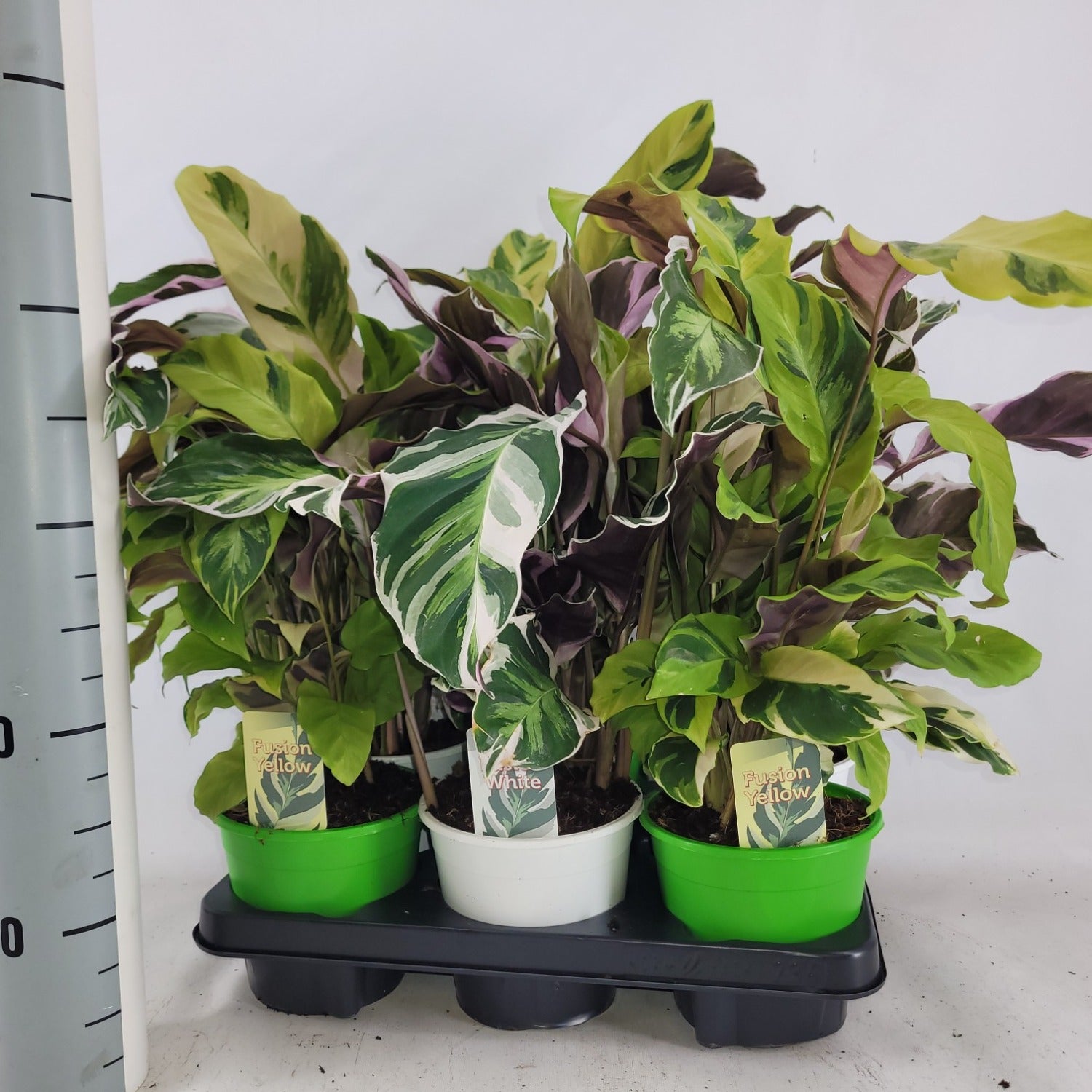 Calathea Fusion White 35cm 14cm Pot