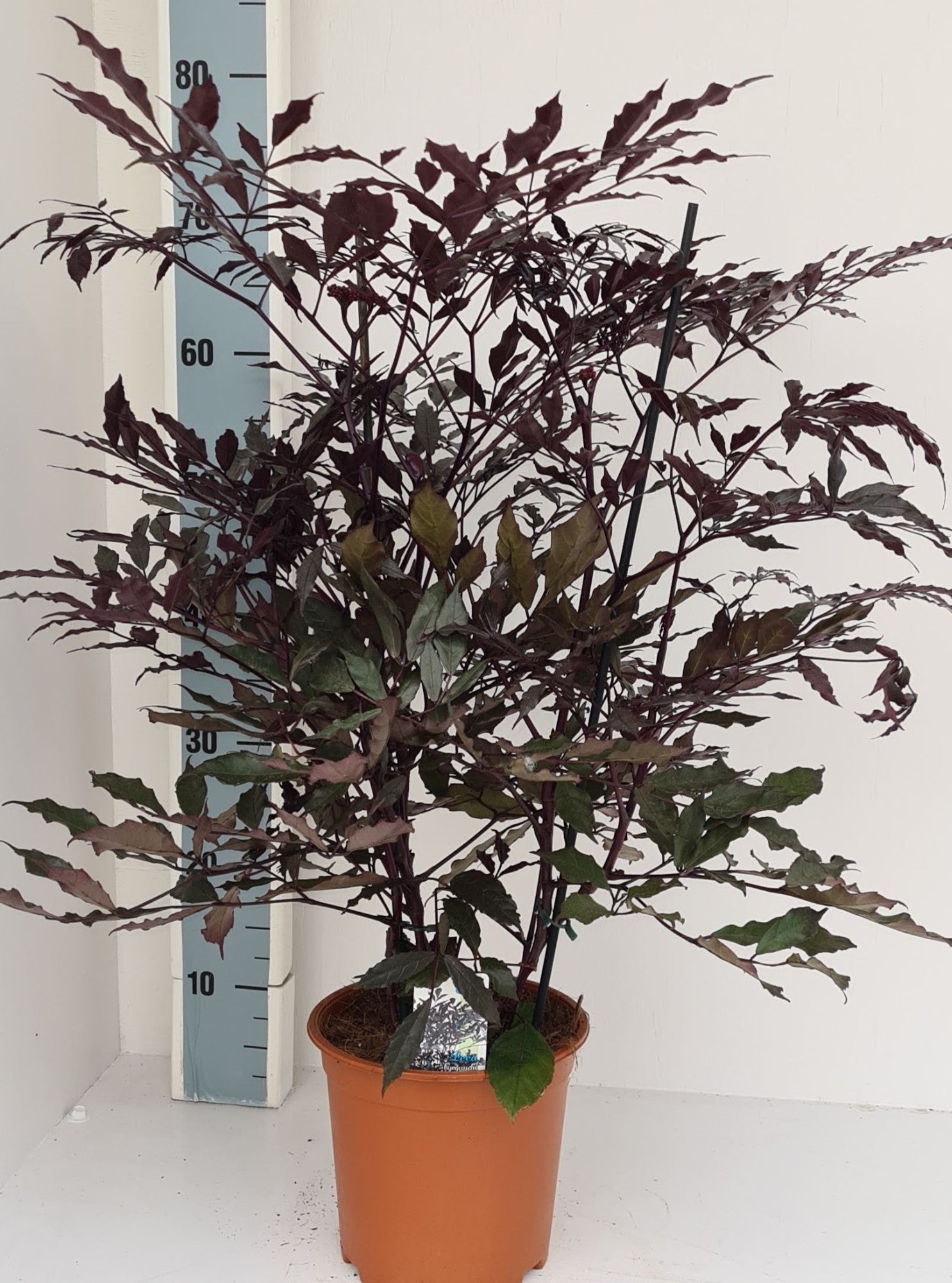 Loo VOF, kwekerij 't Leea gui. Burgundy Pack of 1