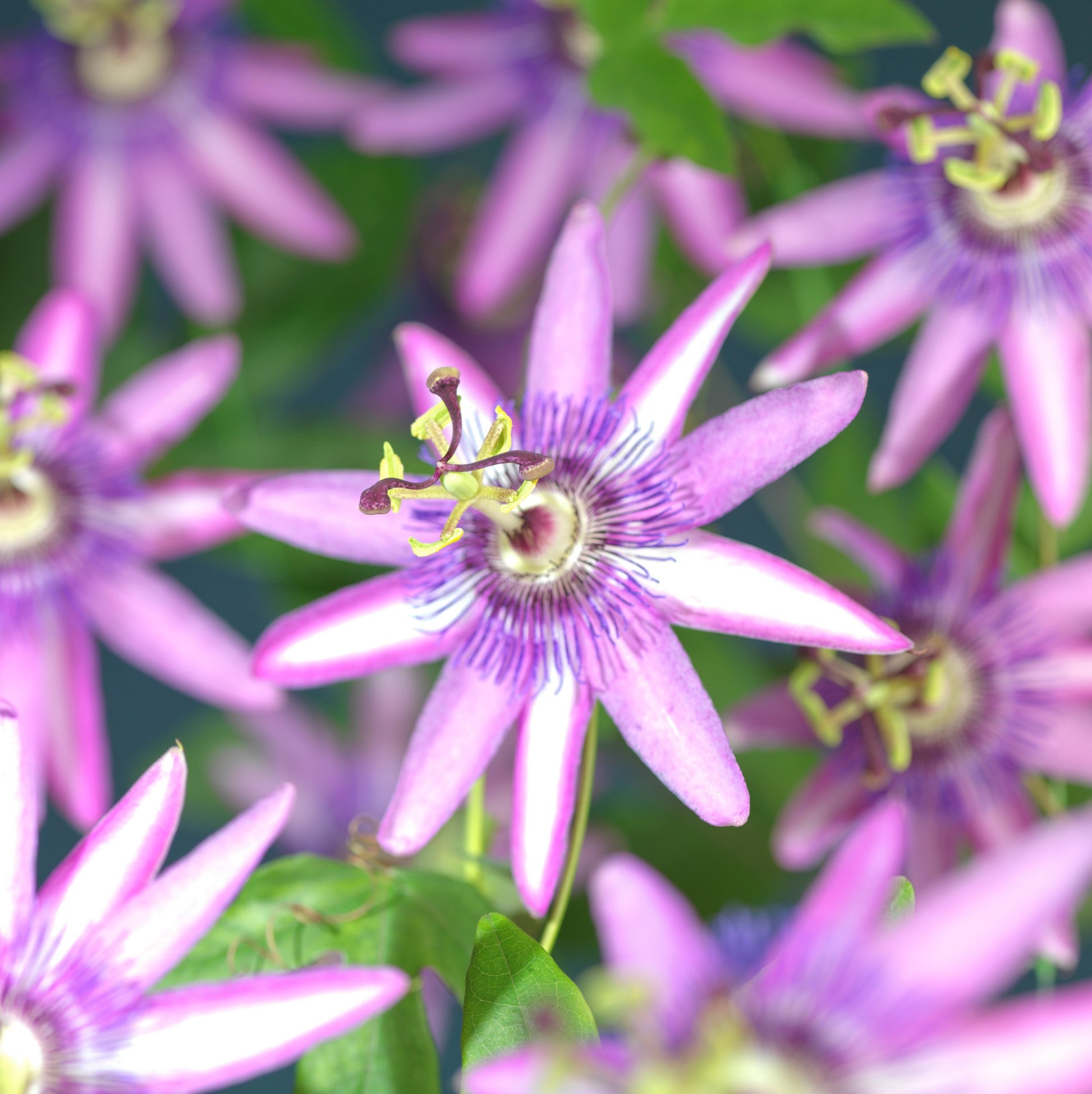 Passiflora Amethyst 65cm 15cm Pot