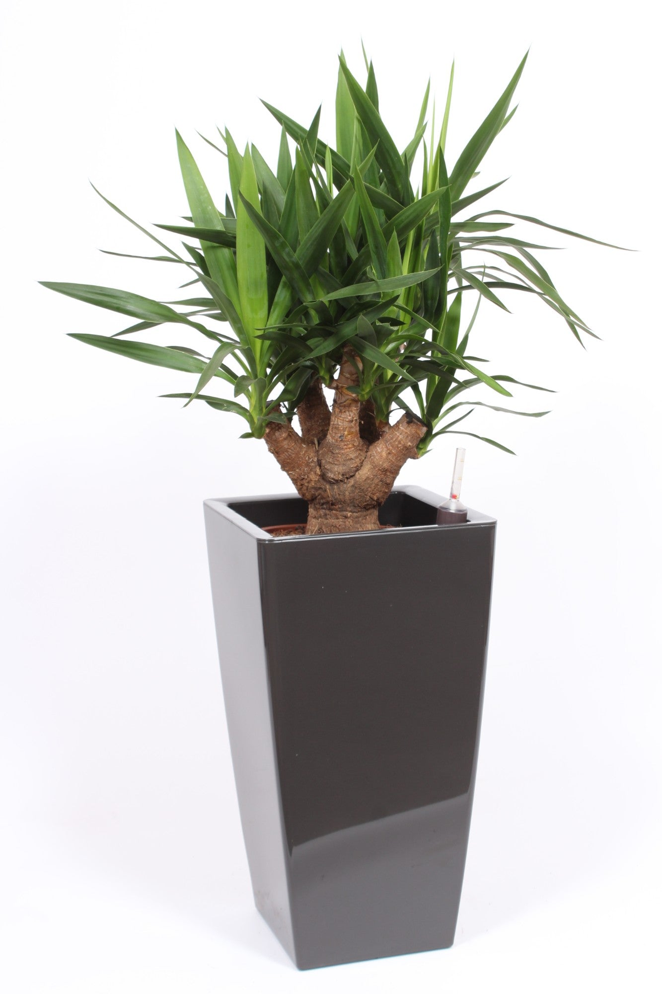 Yucca branched 130cm 33cm Pot
