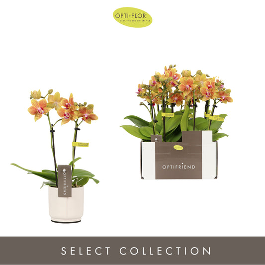 Phalaenopsis Orange 25cm 7cm Pot