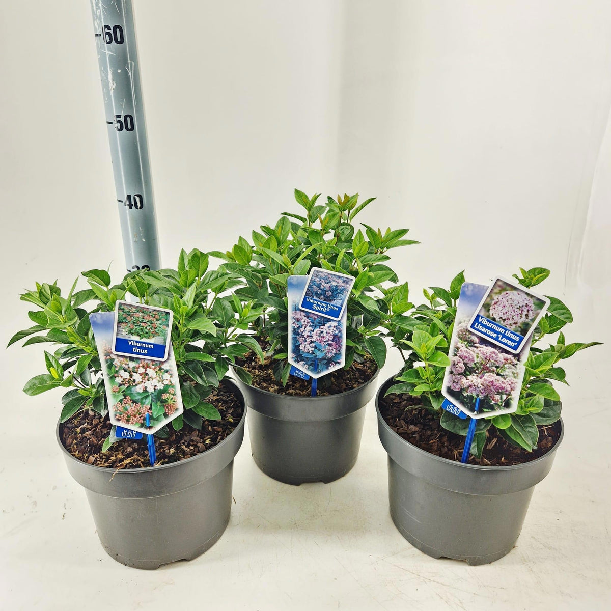 Viburnum tinus 50cm 23cm Pot
