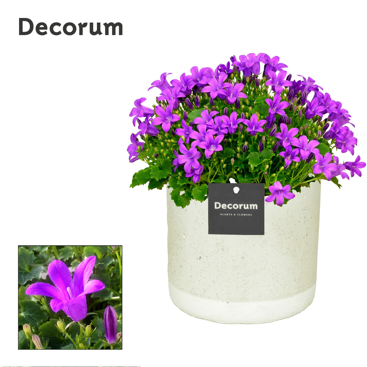 Campanula Porto 17cm 14cm Pot