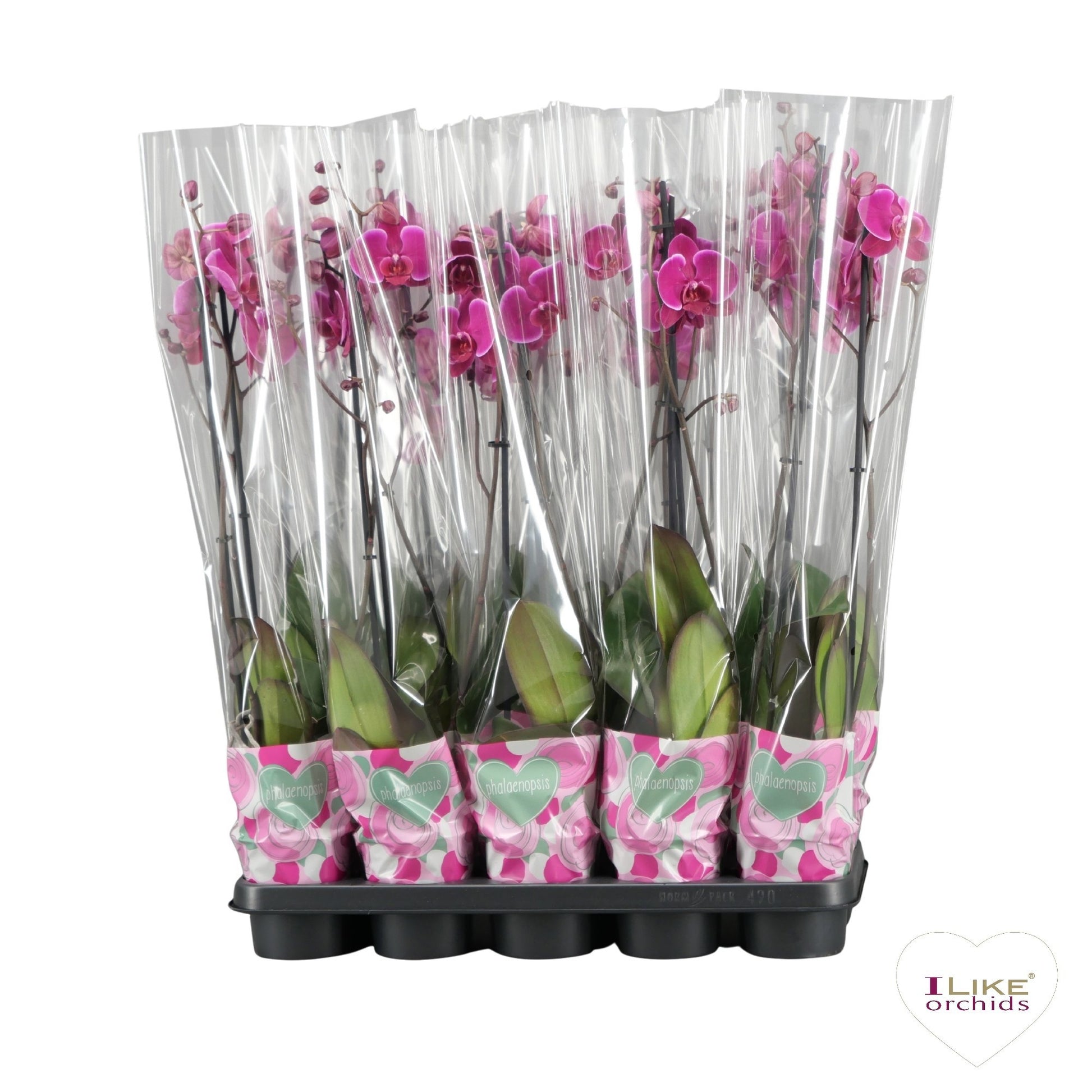 Phalaenopsis purple 65cm 12cm Pot