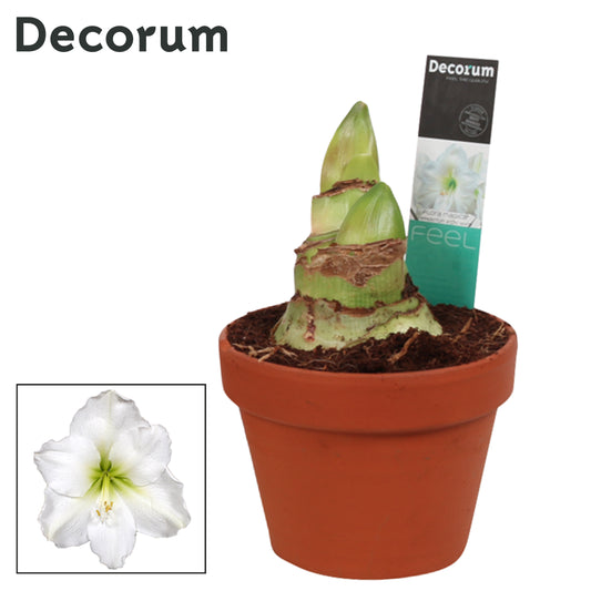 Hippeastrum 25cm 15cm Pot