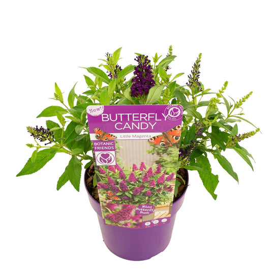 Buddleja Butterfly Candy Little Purple 45cm 19cm Pot