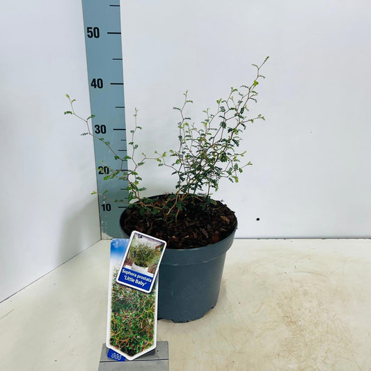 Sophora pros. Little Baby 35cm 23cm Pot