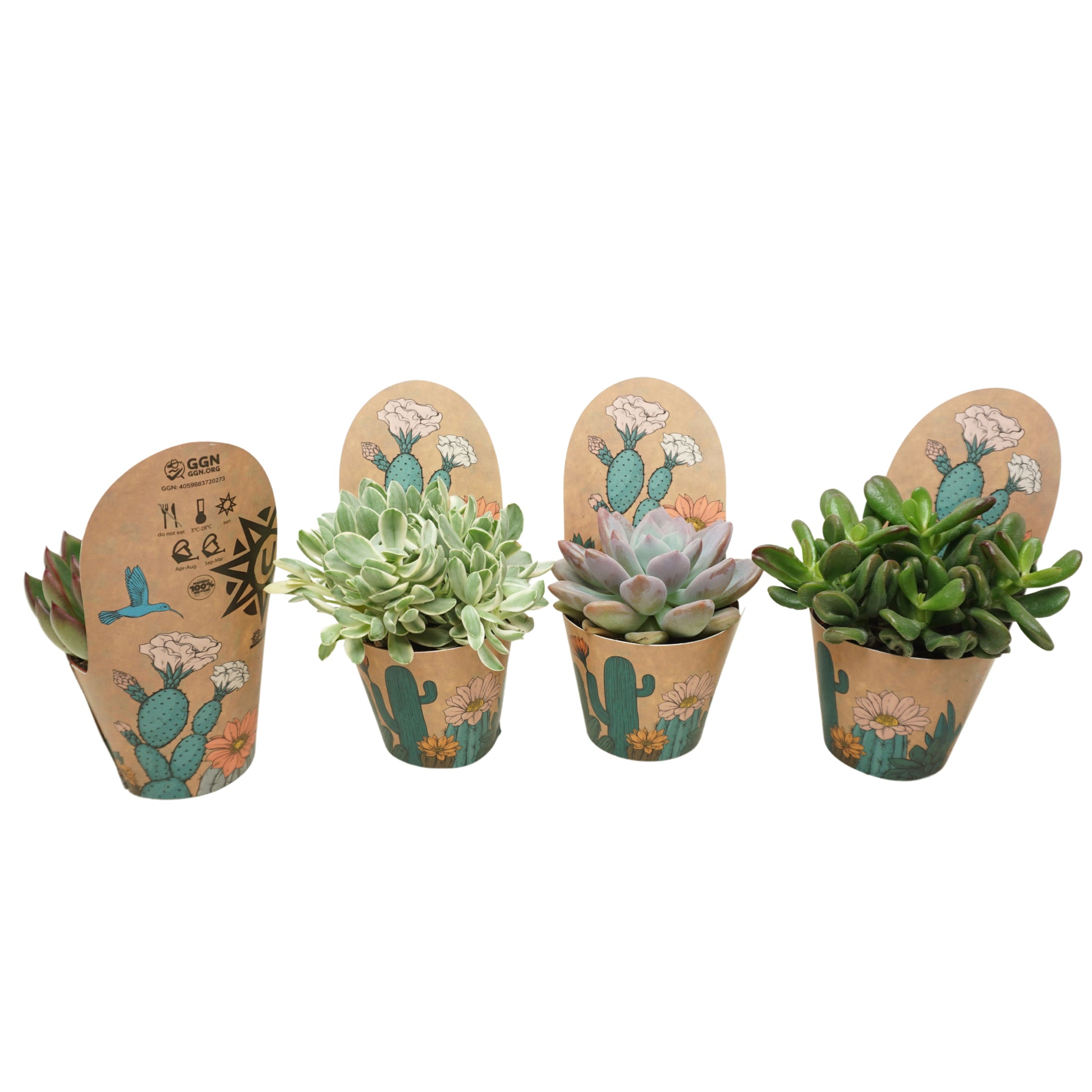 Succulent mix 12cm 8.5cm Pot