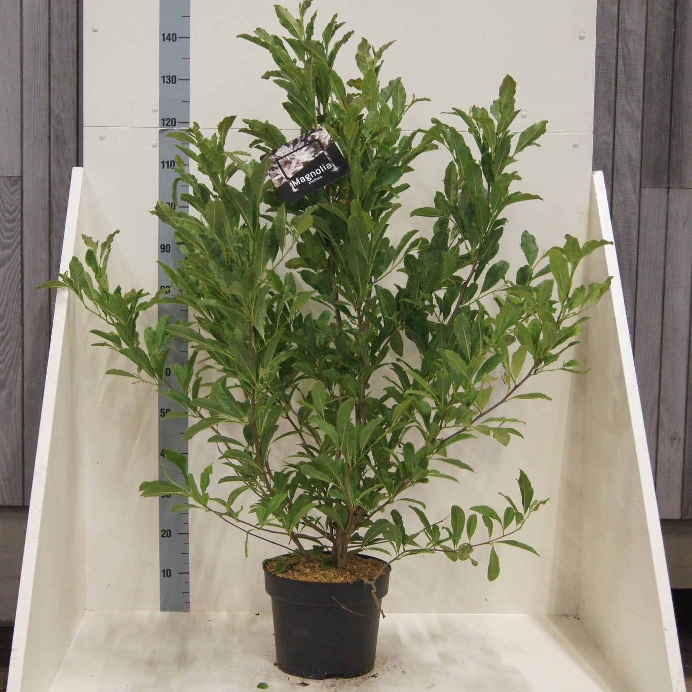 Magnolia stellata 120cm 28cm Pot