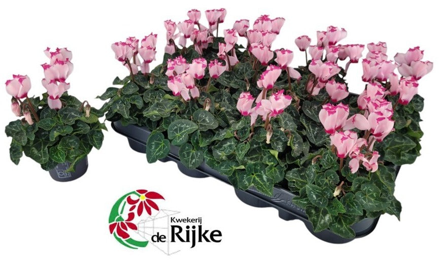 Cyclamen Verano Victoria 15cm 7cm Pot