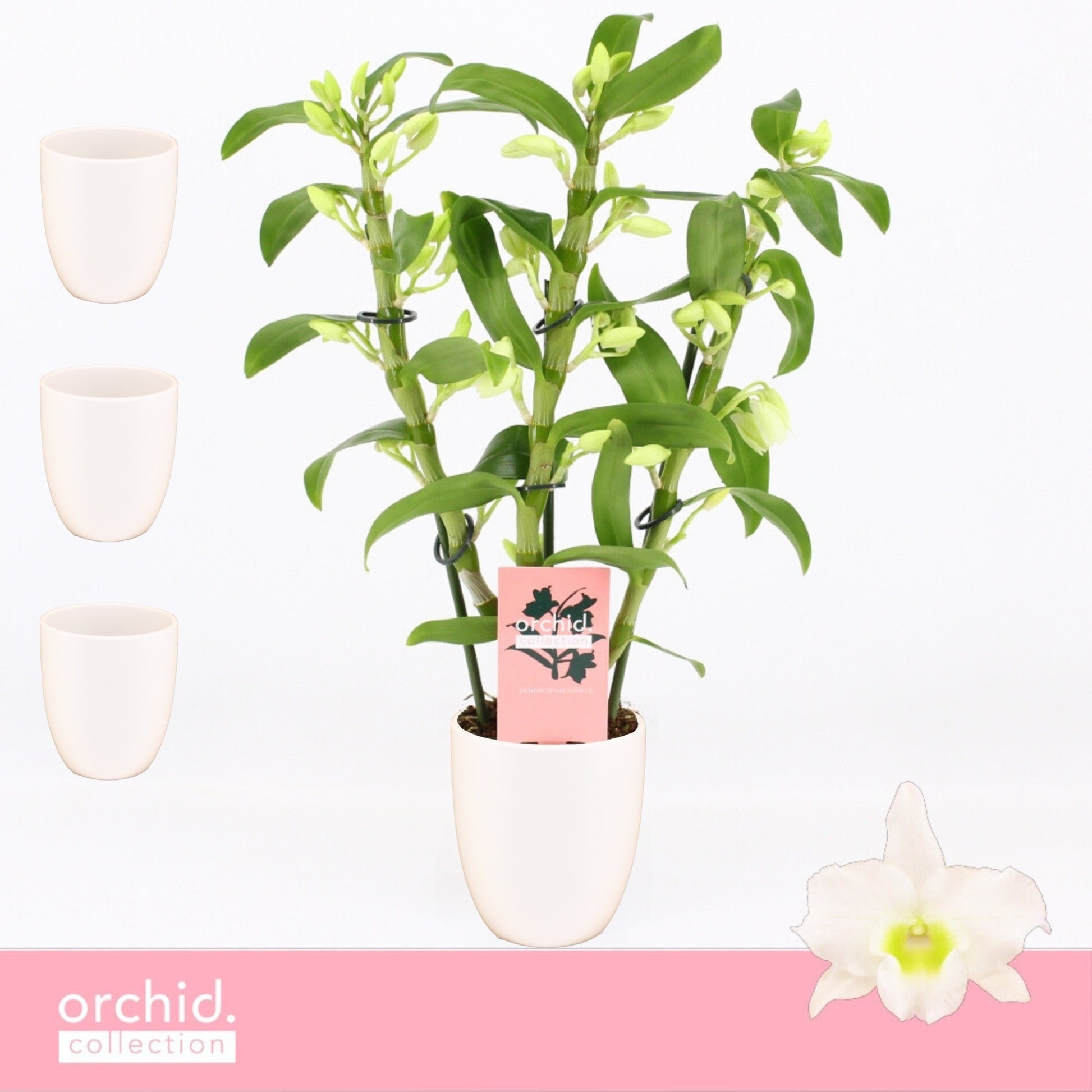 Dendrobium Apollon 40cm 12cm Pot