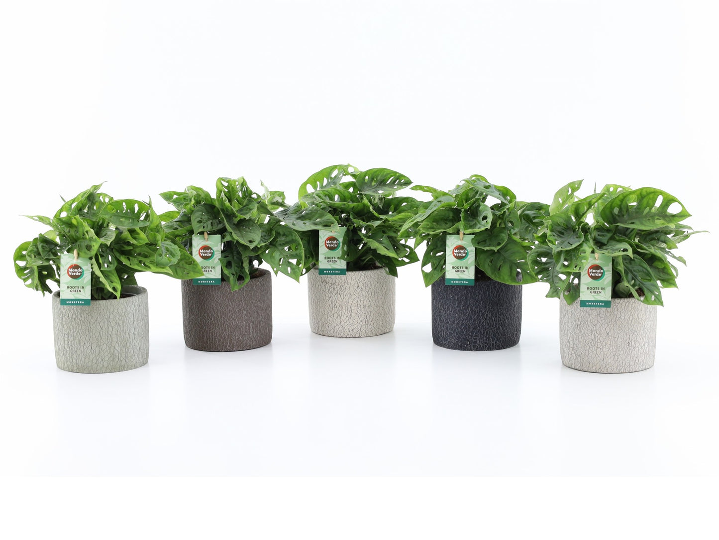 Mondo Verde (Bakker) Monstera adansonii Pack of 5