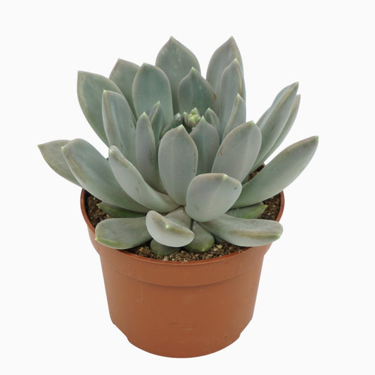Pachyphytum Draco 15cm 10.5cm Pot