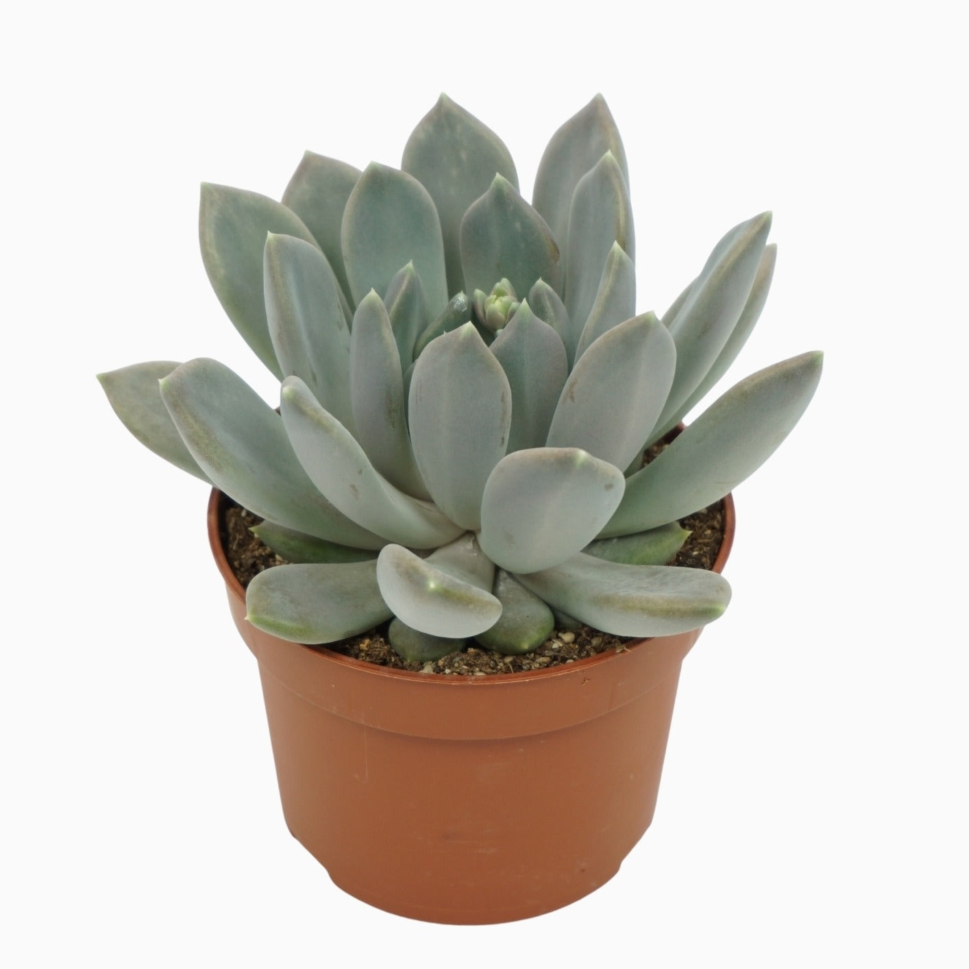 Pachyphytum Draco 15cm 10.5cm Pot