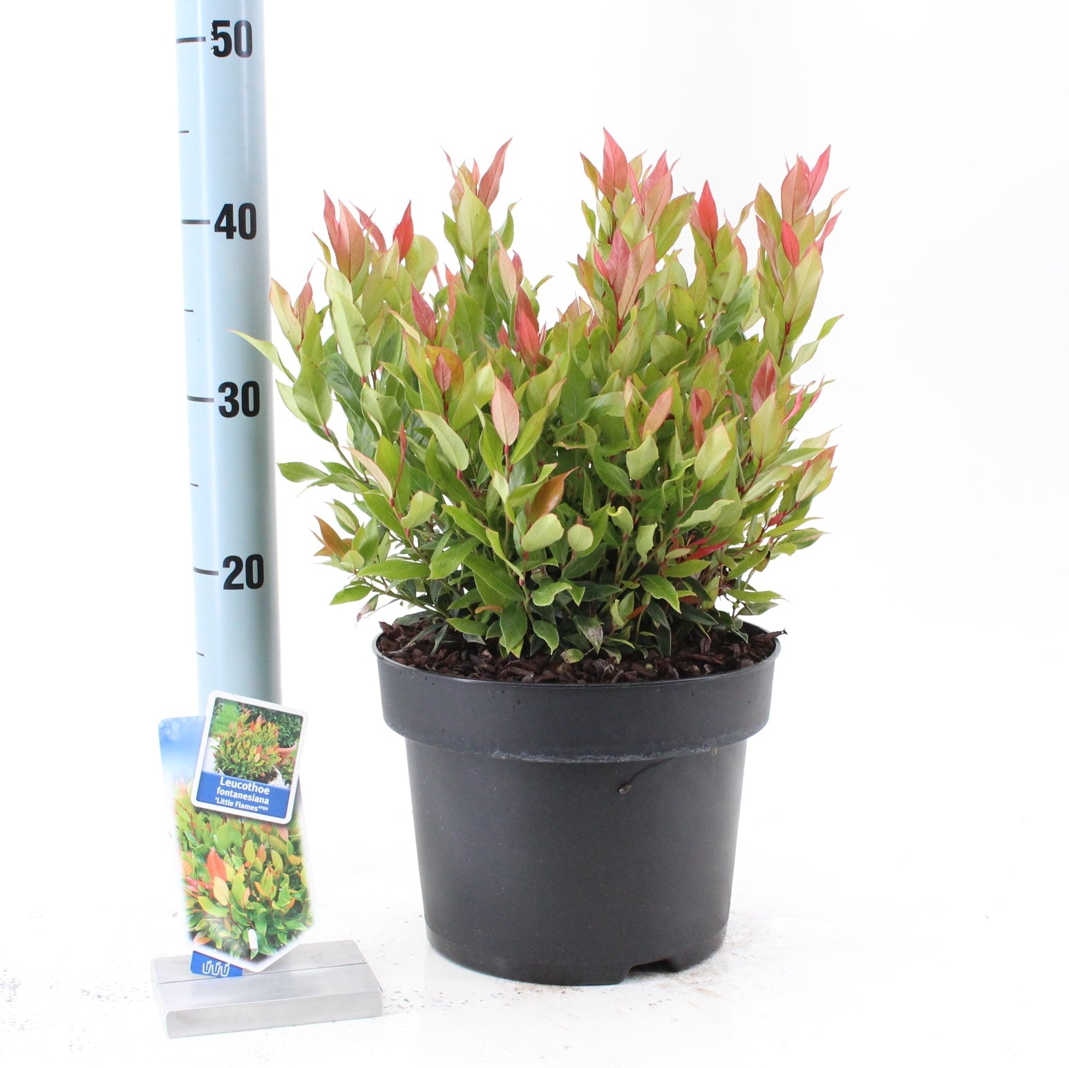 Leucothoe 'Little Flames' 40cm 23cm Pot