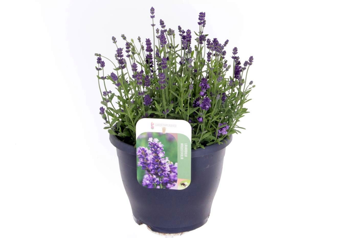 Noordpoel BV, Kw. de Lavandula ang. Blue Scent Pack of 1
