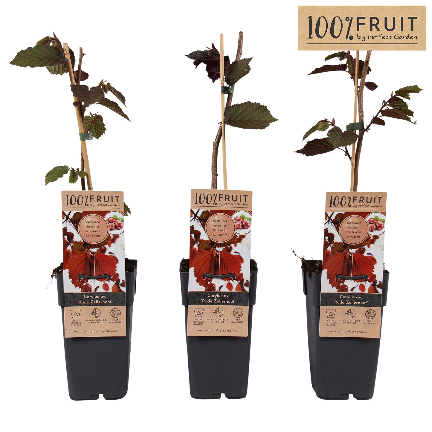 Corylus Rode Zellernoot 65cm 15cm Pot