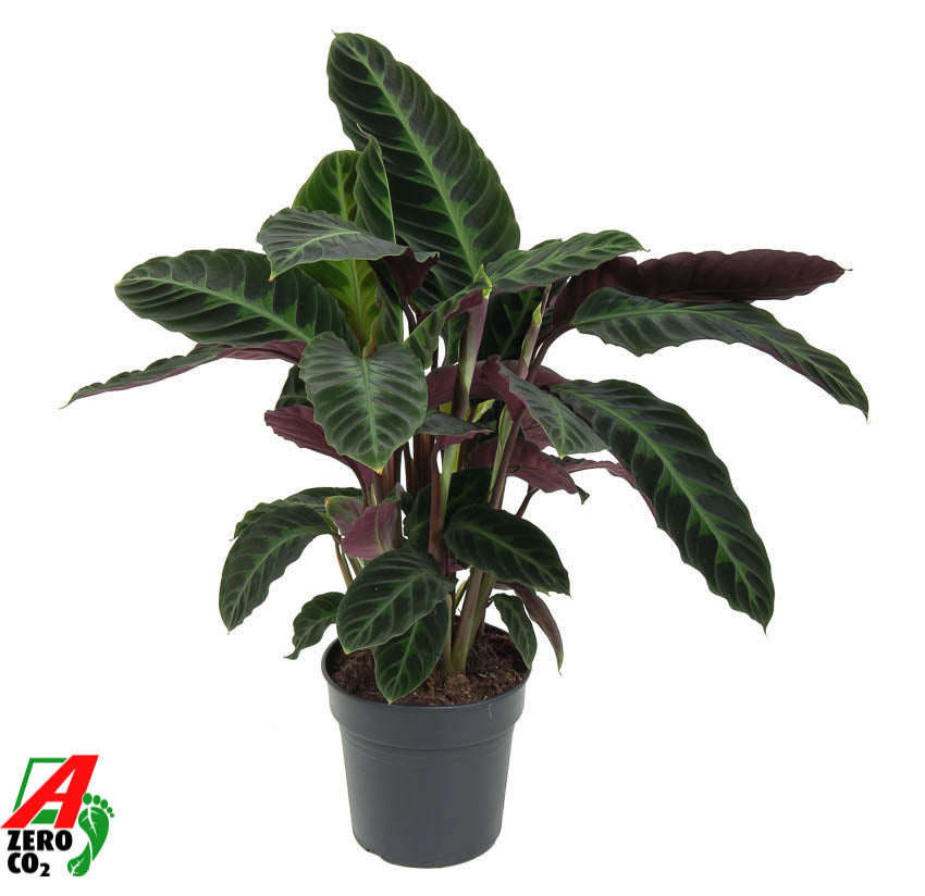 Calathea Warscewiczii 65cm 19cm Pot
