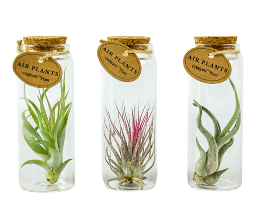 Tillandsia cyanea 12cm 5cm Pot
