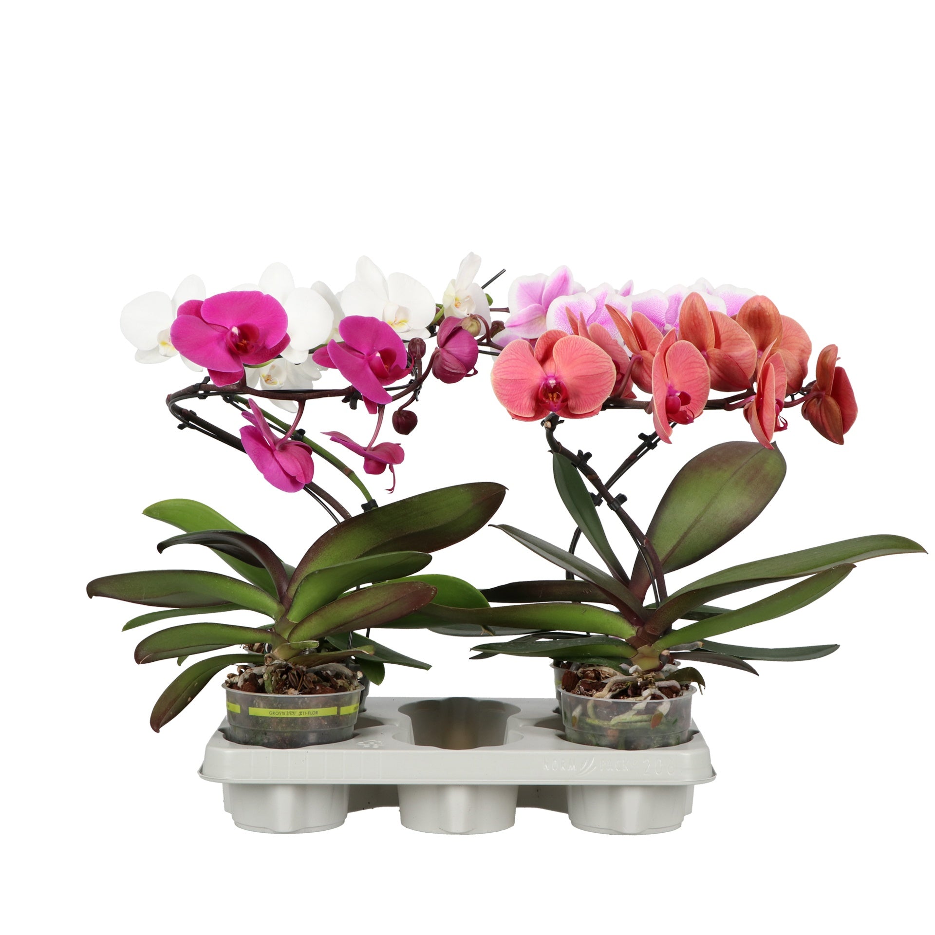 Phalaenopsis mix twister 45cm 12cm Pot