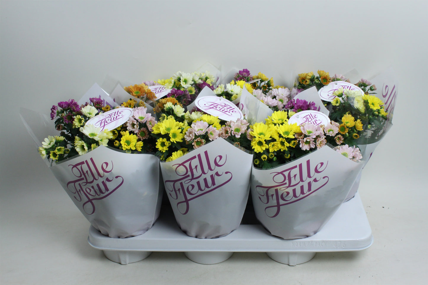 Chrysanthemum Elle Fleur 28cm 14cm Pot