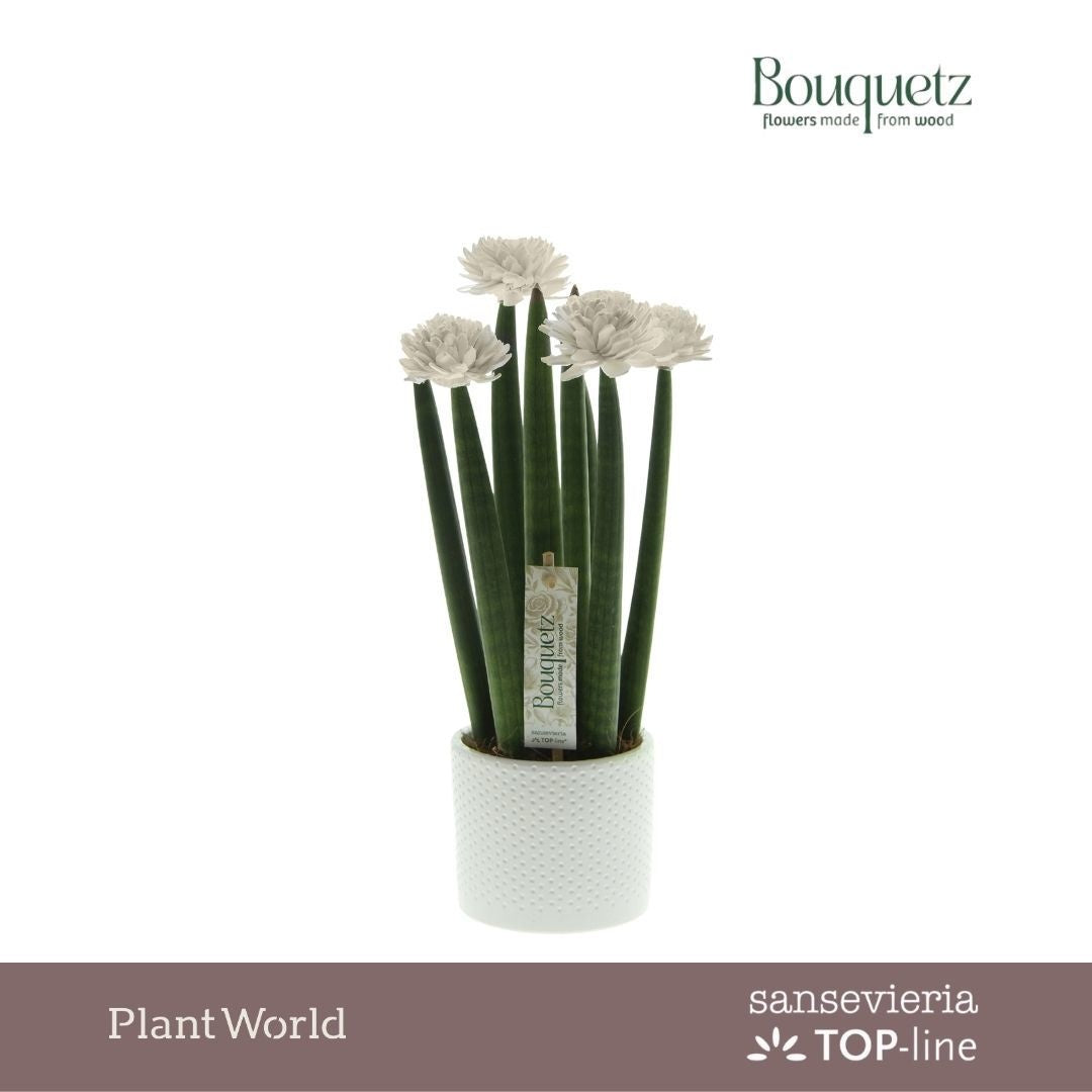 Sansevieria cylindrica 35cm 8.5cm Pot