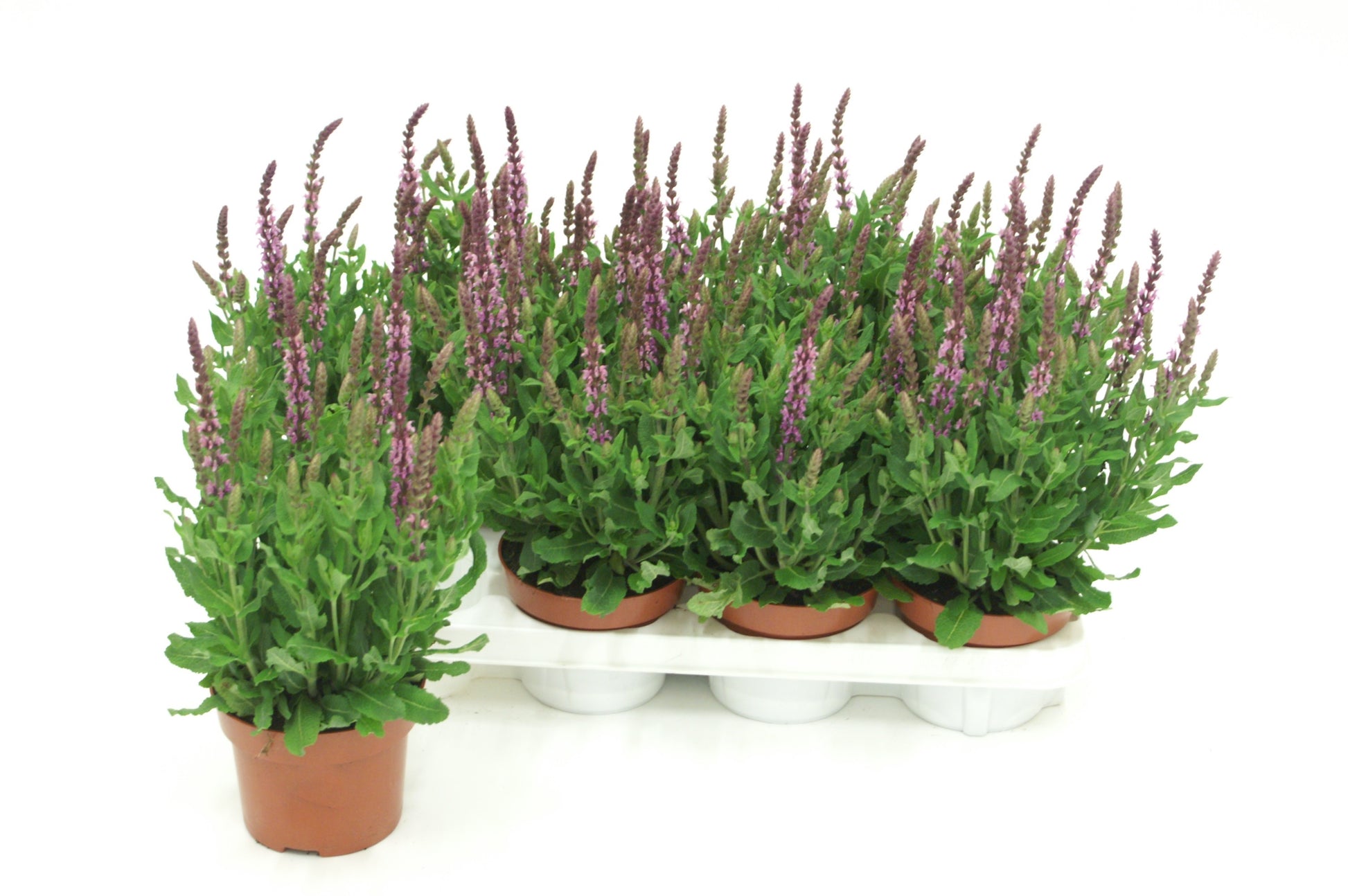 Salvia nem. Sensation Deep Rose 35cm 13cm Pot