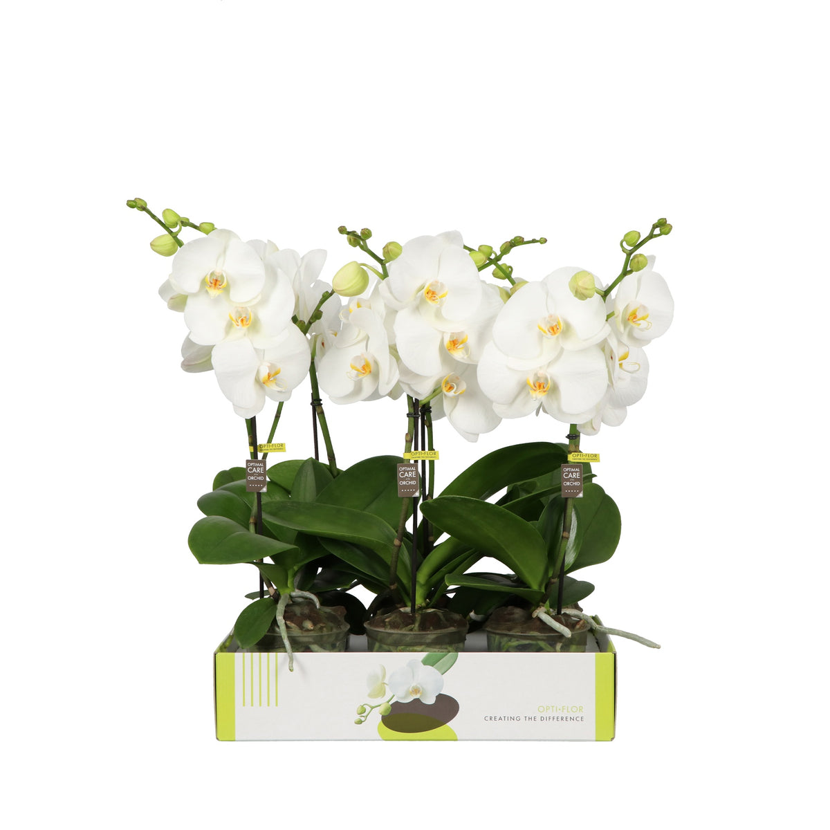 Phalaenopsis white 55cm 12cm Pot