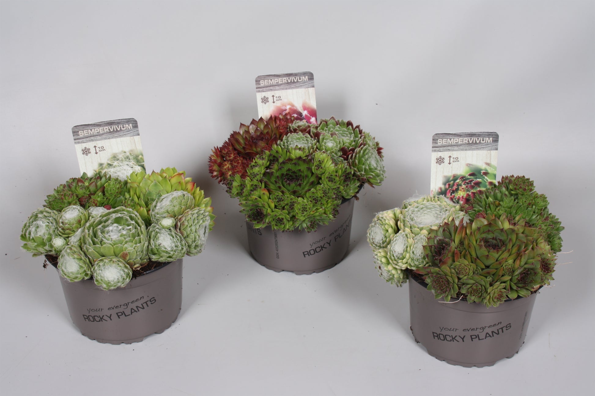 Sempervivum trio 5cm 14cm Pot