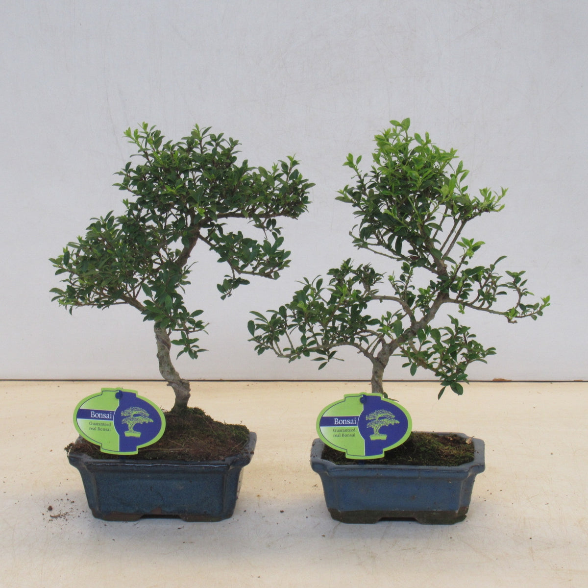 Ilex crenata 25cm 15cm Pot