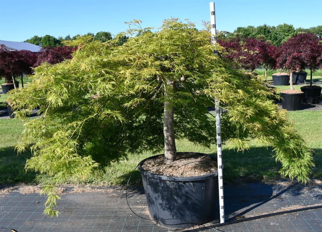 Acer palmatum 220cm 80cm Pot