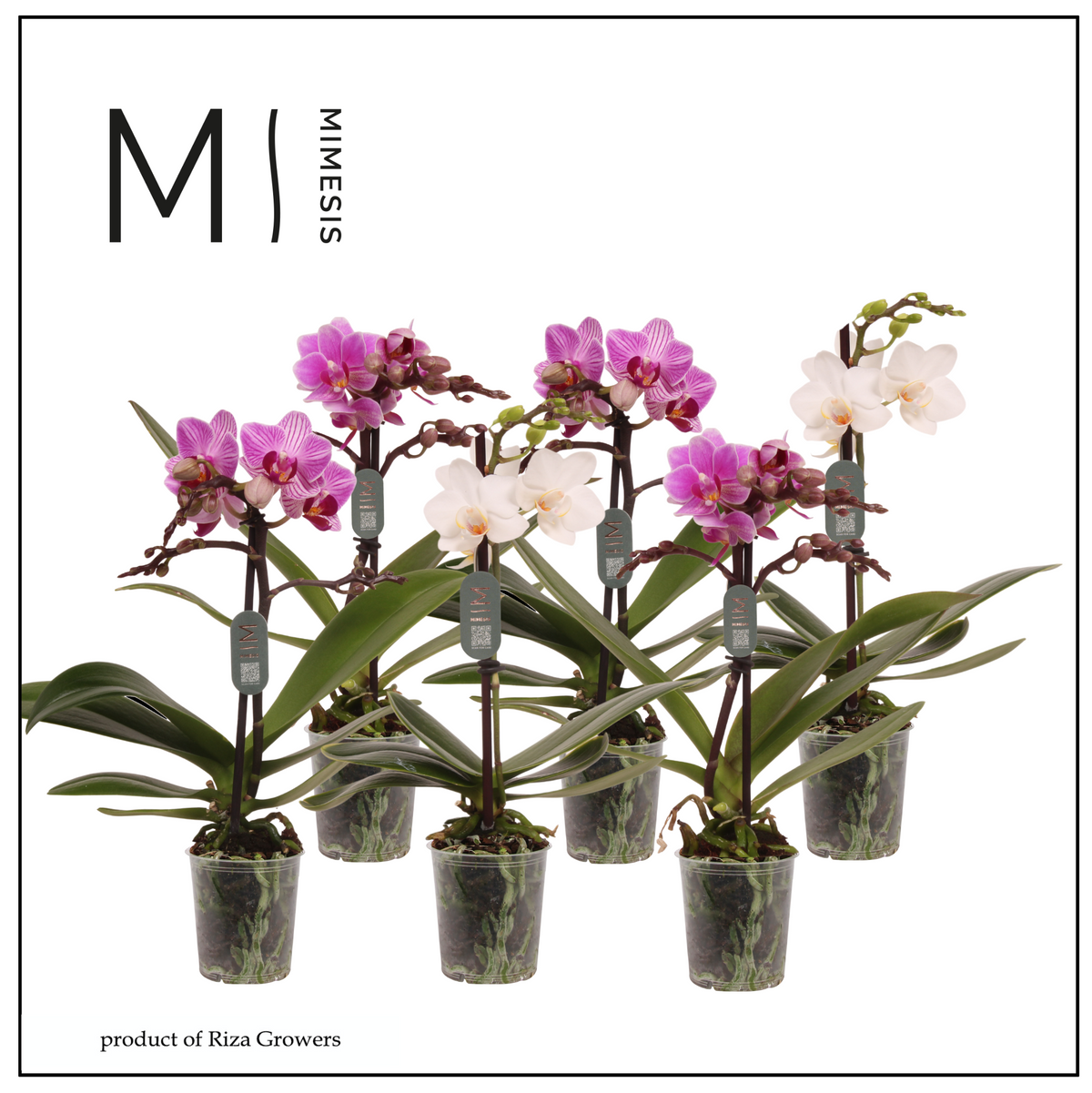 Phalaenopsis mf. mix 32cm 7cm Pot