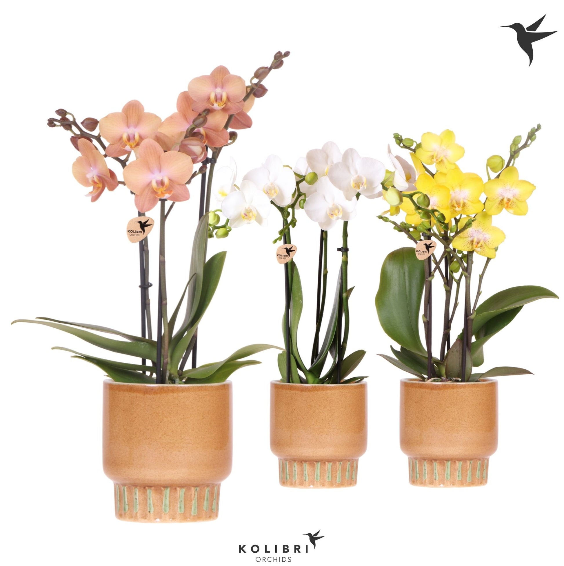 Kolibri Orchids Phalaenopsis mix 3 spike in Bold pot cognac 40cm 9cm Pot