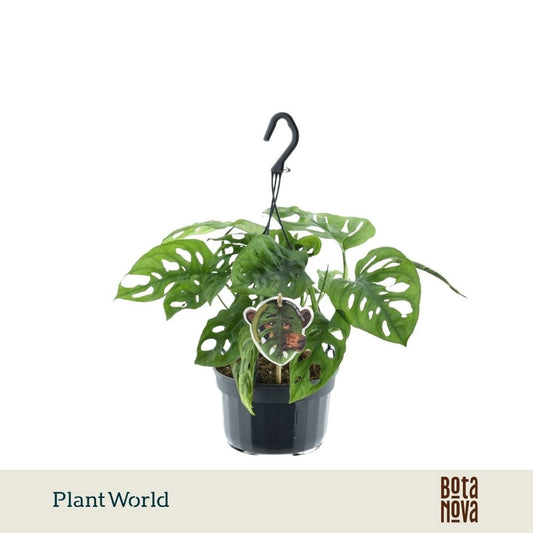 Monstera adansonii 40cm 15cm Pot
