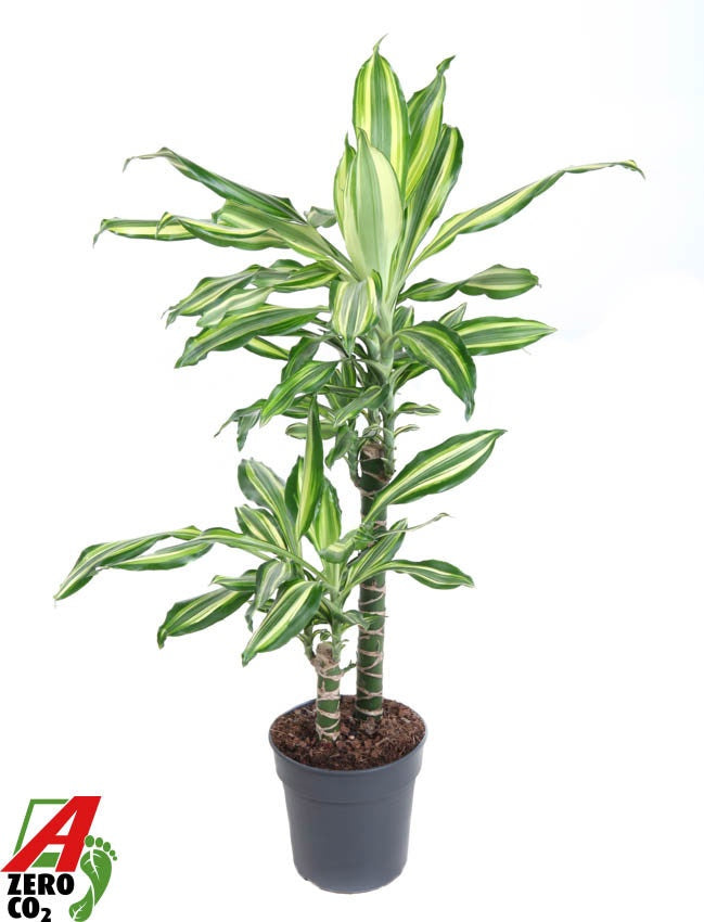 Dracaena fragrans 90cm 19cm Pot