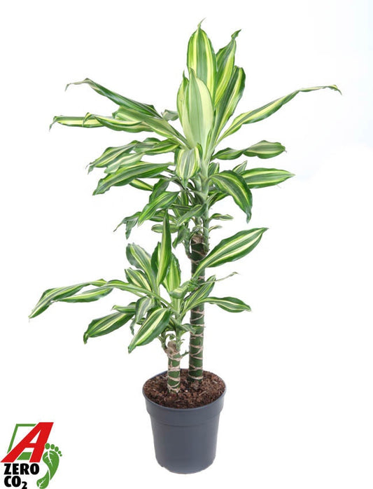 Dracaena fragrans 90cm 19cm Pot