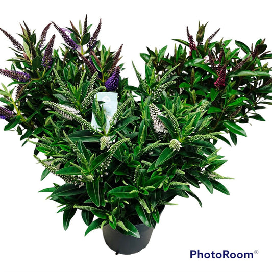 Hebe Addenda mix 50cm 17cm Pot