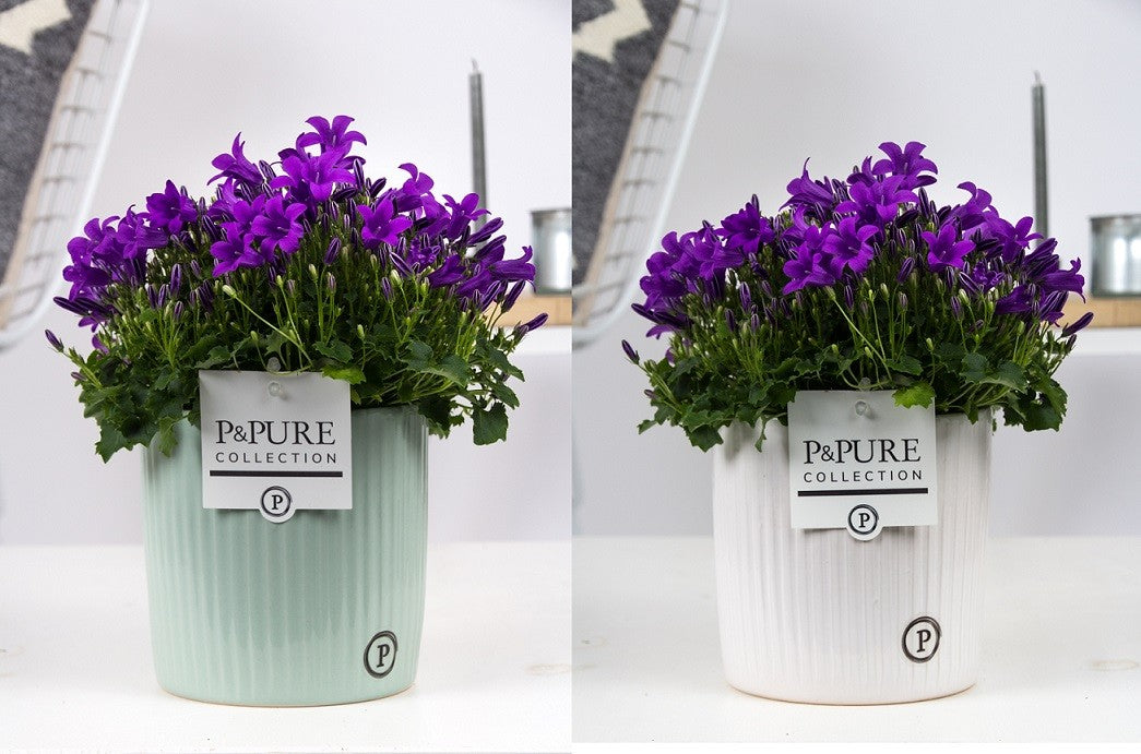 Campanula Porto 22cm 15cm Pot