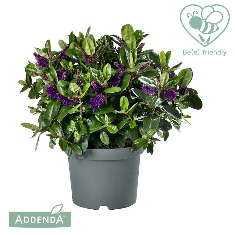 Hebe Hebedonna Alexa 35cm 17cm Pot