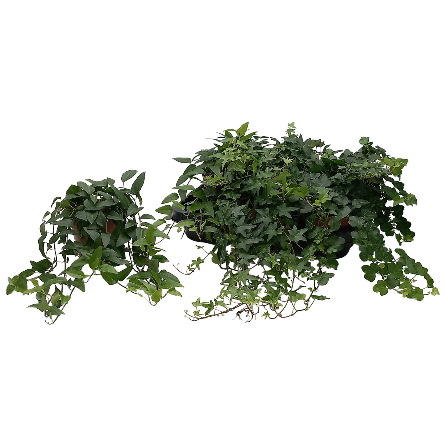 Quakelplant BV Hedera helix green Pack of 8