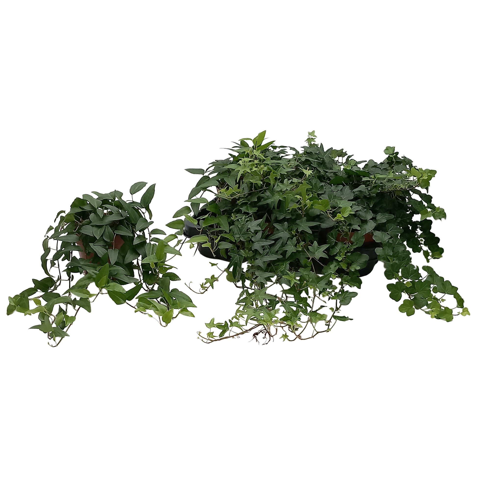 Quakelplant BV Hedera helix green Pack of 8