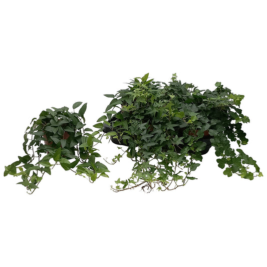 Hedera helix green 13cm Pot