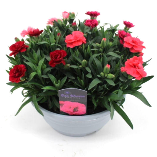 Dianthus Oscar 22cm 21cm Pot