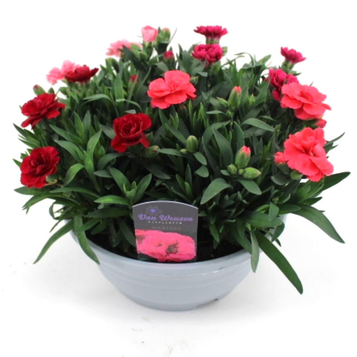 Dianthus Oscar 22cm 21cm Pot