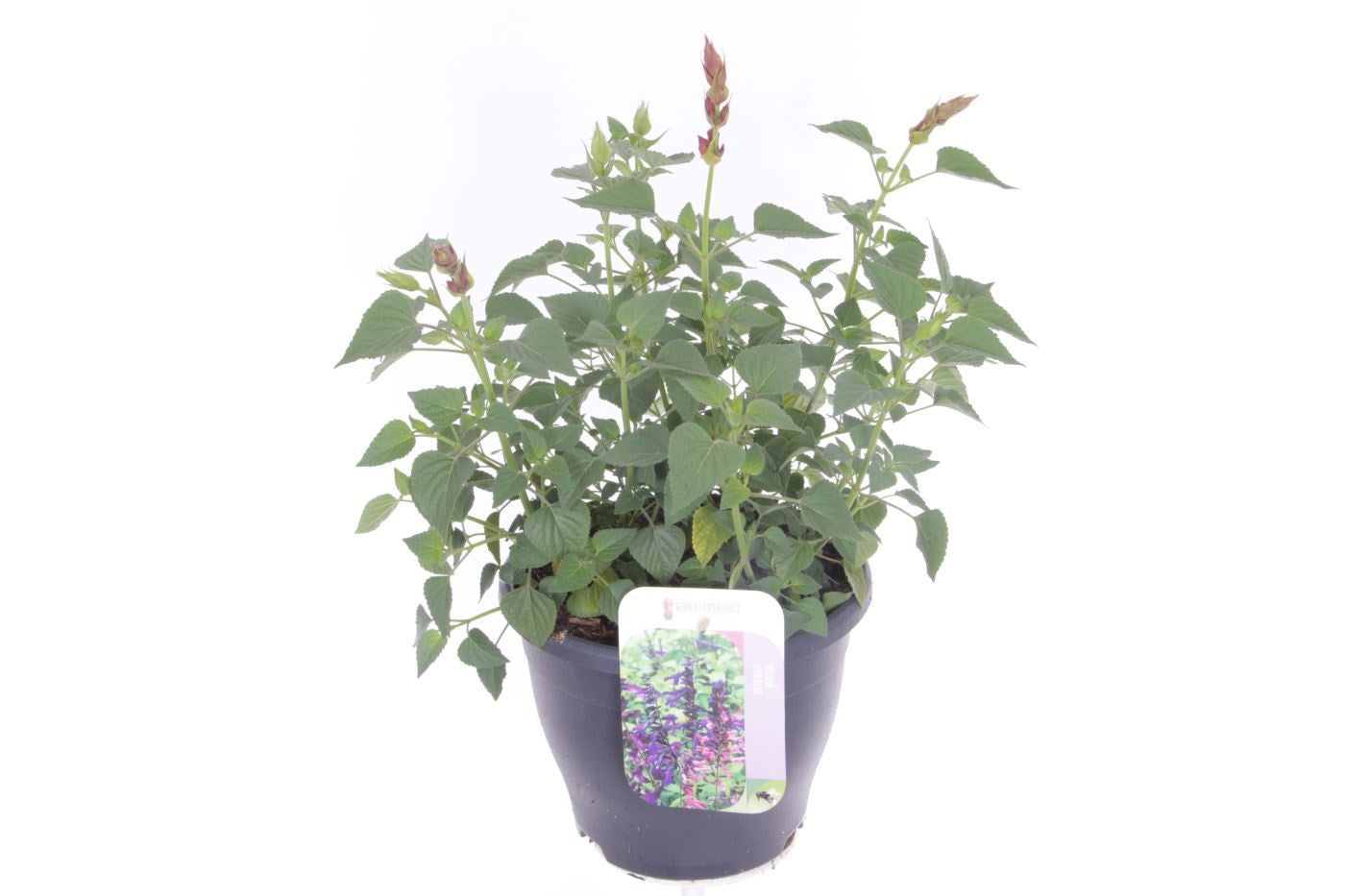 Salvia splendens 50cm 23cm Pot