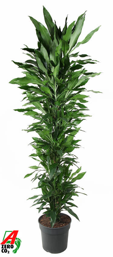 Dracaena frag. Janet Lind branched 220cm 40cm Pot