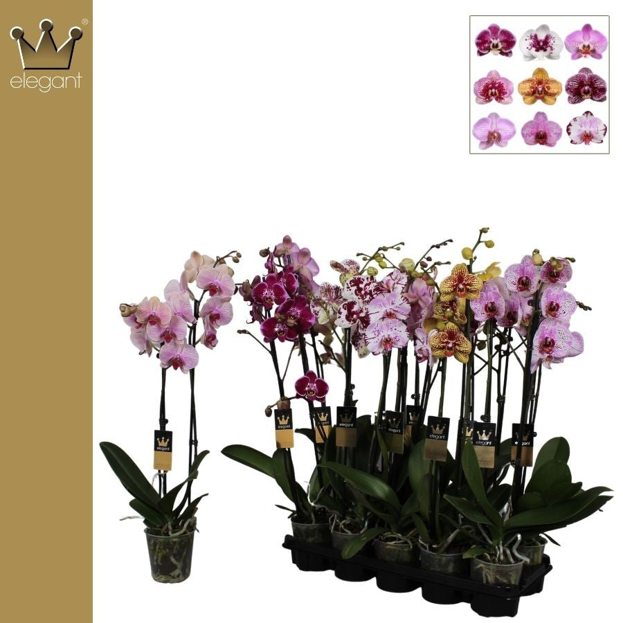 Phalaenopsis mix 60cm 12cm Pot